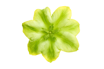a yellow flower with a green center on a white background