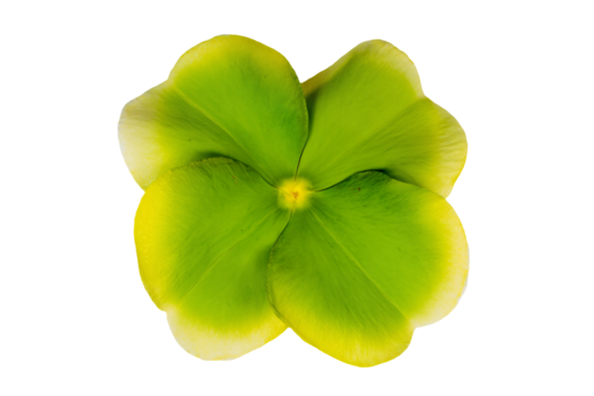 a green flower with a yellow center
