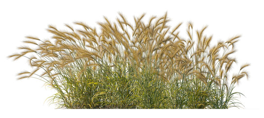 Grass Hordeum Jubatum Isolated Png