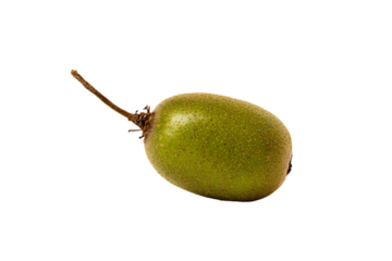 a green fruit with a stem on a white background