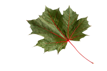 a single leaf with red lines on it