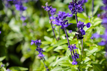 
Flowers in the garden