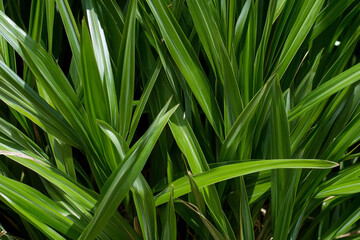 Close-up view of vibrant green grass with chaotic patterns
