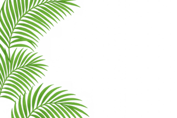 Verdant palm fronds forming lush tropical border, spreading green texture against transparent backdrop for graphic design