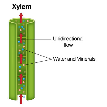 Xylem Transport in Plants &ndash; Unidirectional Flow of Water and Minerals Vector Illustration