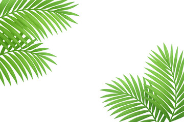 Naklejka premium Green palm fronds creating diagonal frame against transparent backdrop, conveying tropical botanical elegance