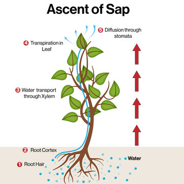 Ascent of Sap in Plants &ndash; Mechanism of Water Transport Vector Illustration
