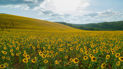 Huge sunflower farmland, rolling fields and landscape