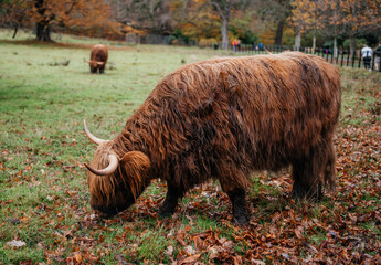 Scottish Highland cow with long horns and shaggy fur