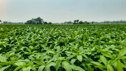 Vast green vegetable crop field under bright daylight, showcasing rural agriculture and organic...
