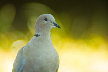 Close-up of a turtledove features light grey and beige plumage with a distinctive black mark on its neck