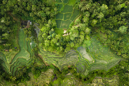 Aerial view of emerald rice terraces cascading down verdant slopes, a symphony of green textures under the Indonesian sun, Ubud Jungle Swing, Bali, Indonesia.
