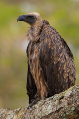 Majestic vulture perched on a tree branch, showcasing its powerful beak and feather detail. Photographed in the wild in Uganda