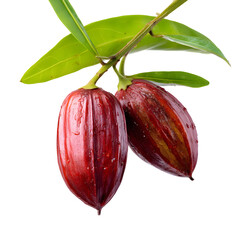 Close-up of Vibrant Red Jojoba Fruits Hanging from Branch Against Black Backdrop