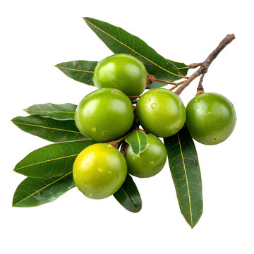 Luscious green genip fruits with leaves on a branch against black background