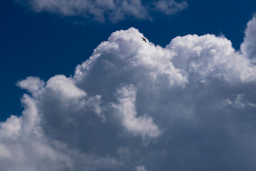 beautiful picture of clouds, cumulus clouds against a blue sky, a bird flying against a cloud, a symbol of freedom and aspiration