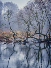 Misty landscapes. River and trees reflected in water.
