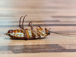 Cockroach upside down on floor. Dead cockroach isolated