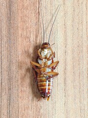 Cockroach upside down on floor. Dead cockroach isolated