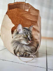 Adorable long-haired tabby cat sitting comfortably inside a brown paper bag on a tiled floor, showing curious and playful behavior.