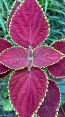 Overhead view reveals patterned burgundy coleus leaves trimmed with bright chartreuse edges in...