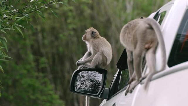 Wild monkeys sitting and vandalizing side mirror of white car causing damage in parking area
