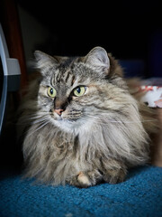 Portrait of a Norwegian forest cat on a light background.