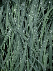 Close-up of long green grass blades covered in fresh raindrops or dew, capturing a natural, serene, and refreshing atmosphere.