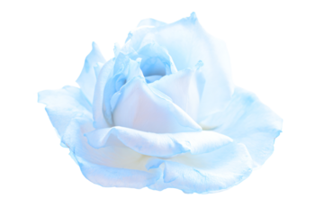 a white rose with a blue center on a white background
