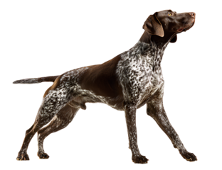 German Shorthaired Pointer in Pointing Stance with Taut Tail and Lifted Front Paw, Side View, Isolated on Transparent Background