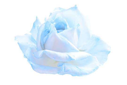 a white rose with a blue center on a white background