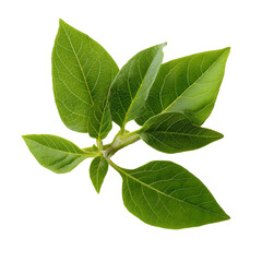 Obraz premium Green leaves on black background representing growth, freshness, and natural beauty