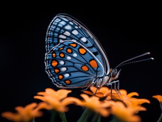 Obraz premium Close-up of a beautiful butterfly