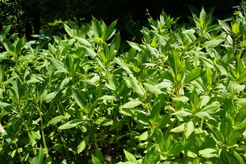 Persicaria is a genus of plants in the knotweed family (Polygonaceae). The approximately 100...