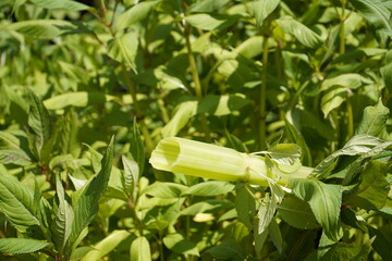 Persicaria is a genus of plants in the knotweed family (Polygonaceae). The approximately 100...