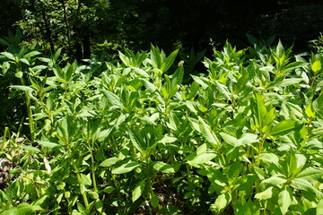 Naklejka premium Persicaria is a genus of plants in the knotweed family (Polygonaceae). The approximately 100 species are distributed throughout the temperate latitudes of the Northern Hemisphere. Styria, Austria. 