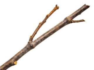 Dry twig with buds isolated on a transparent background