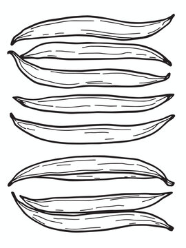Haricots verts 