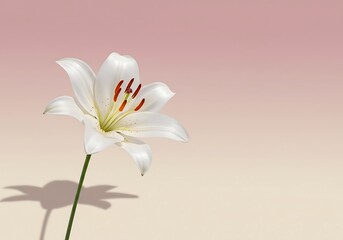 Fototapeta premium Single White Lily with Shadow on Pink Gradient Background