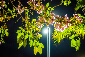 De noche entre ramas