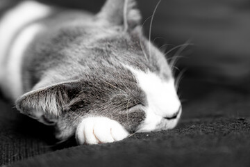 grey and white cat portrait. Muzzle of a gray fluffy cat close up lying on the couch or sofa or...
