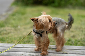 Small Yorkshire Terrier on a leash jumping off a bench in summer. Concept: playful energy, pet joy,...