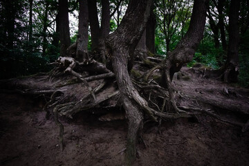 Large, exposed tree roots in the dense forest create a mystical picture at the Alhorner fish ponds in 26197 Gro&szlig;enkneten, Lower Saxony, Germany