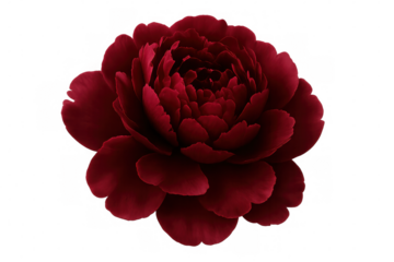 Vibrant red peony blossom, fully opened, floating against transparent backdrop, perfect for digital floral compositions