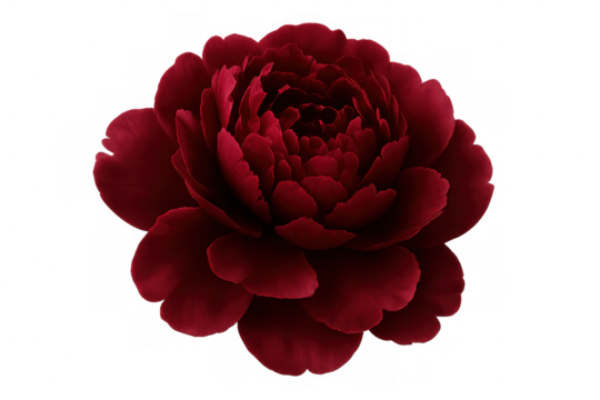 Vibrant red peony blossom, fully opened, floating against transparent backdrop, perfect for digital floral compositions