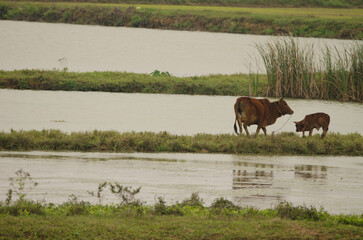 Cow and calf. Van Long Wetland Nature Reserve. Gia Vien District. Ninh Binh Province. Vietnam.