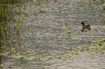 Common moorhen Gallinula chloropus chloropus. Van Long Wetland Nature Reserve. Gia Vien District. Ninh Binh Province. Vietnam.