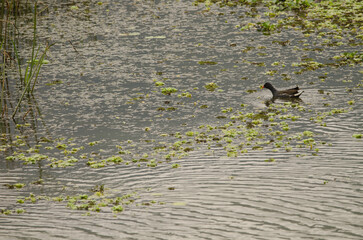 Common moorhen Gallinula chloropus chloropus. Van Long Wetland Nature Reserve. Gia Vien District. Ninh Binh Province. Vietnam.