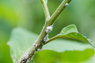 Macro fuzzy pests mealy bugs cover plant surface, multiplying rapidly in warm dry conditions....