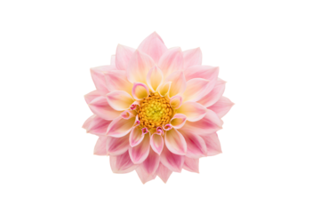 a pink flower with a yellow center on a white background